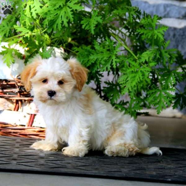 Jaden, Havanese Puppy