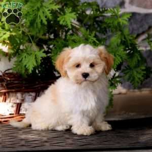 Jaden, Havanese Puppy