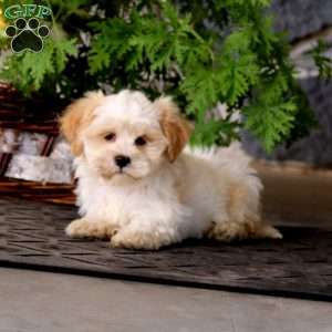 Jaden, Havanese Puppy