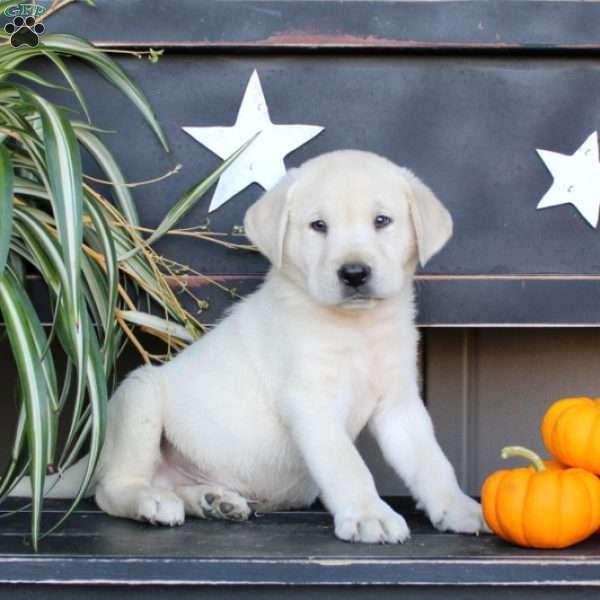 Jake, Yellow Labrador Retriever Puppy