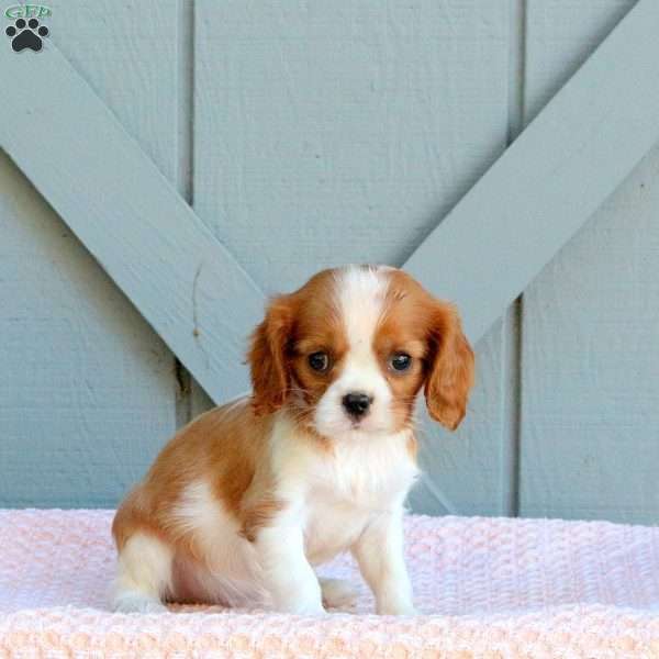 Jake, Cavalier King Charles Spaniel Puppy