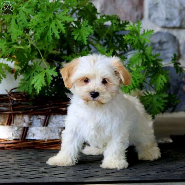 Jake, Havanese Puppy