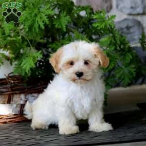 Jake, Havanese Puppy