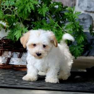 Jake, Havanese Puppy