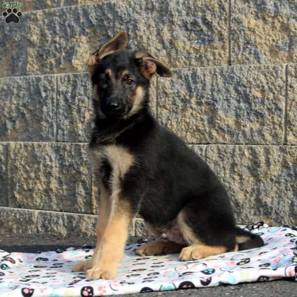 James, German Shepherd Puppy