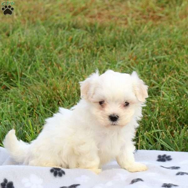 James, Maltese Puppy