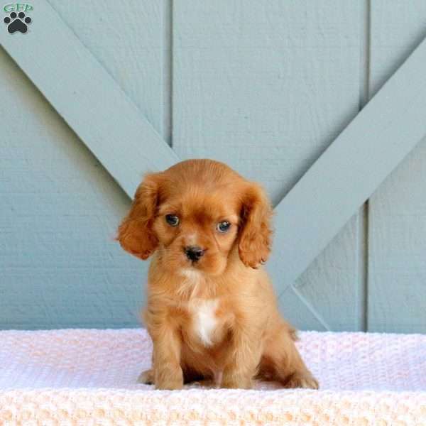 James, Cavalier King Charles Spaniel Puppy