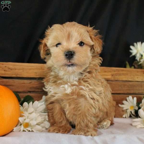 James, Maltipoo Puppy