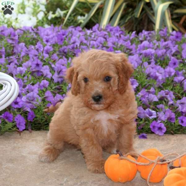 Jamie, Mini Goldendoodle Puppy