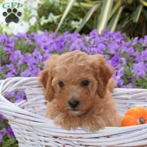 Jamie, Mini Goldendoodle Puppy