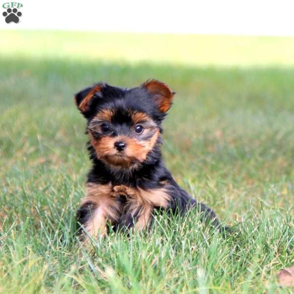 Janae, Yorkie Puppy