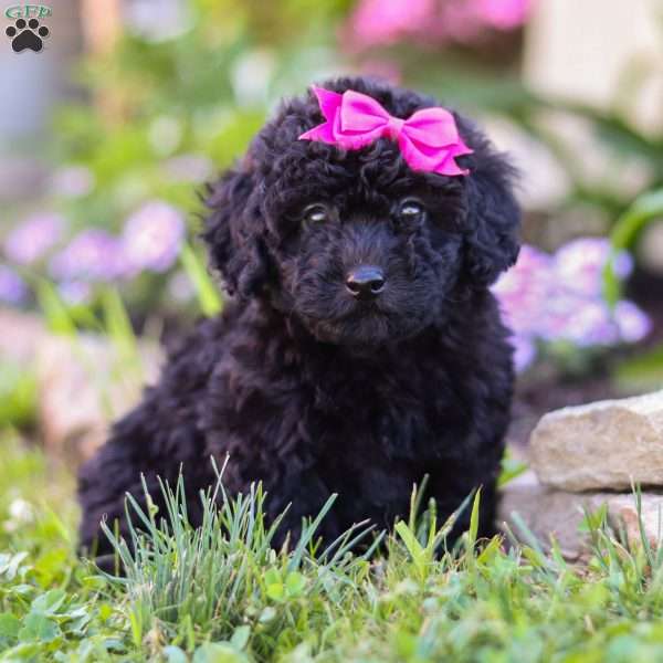 Jane, Miniature Poodle Puppy