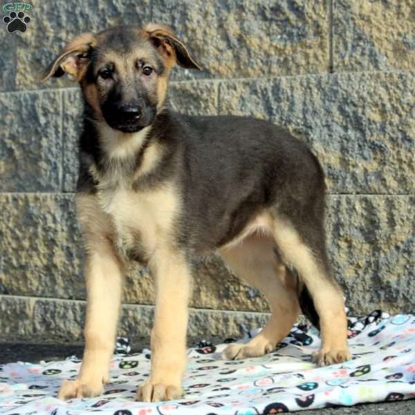 Jane, German Shepherd Puppy