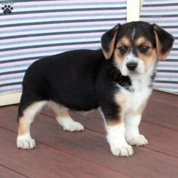 Jane, Welsh Corgi Mix Puppy