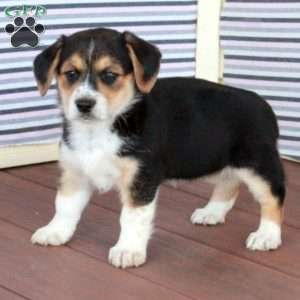 Jane, Welsh Corgi Mix Puppy