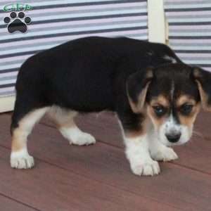 Jane, Welsh Corgi Mix Puppy