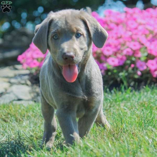 Jasmine, Silver Labrador Retriever Puppy