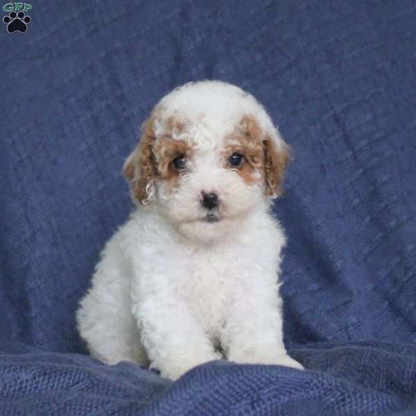 Jasmine, Toy Poodle Puppy