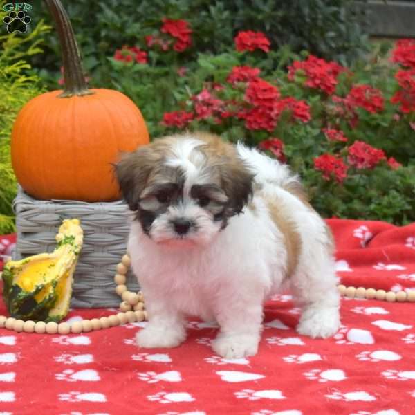 Jasmine, Teddy Bear Puppy