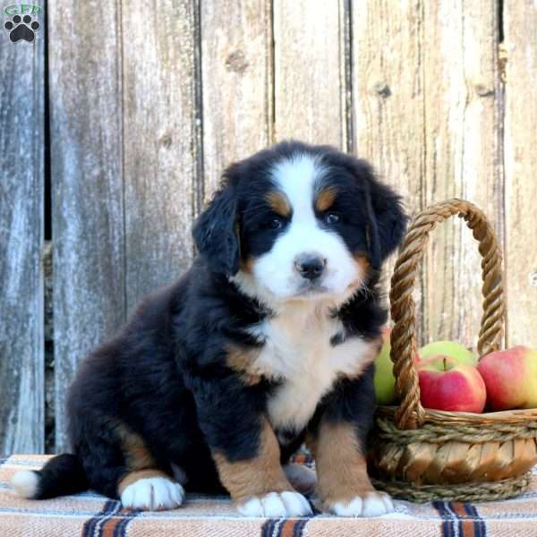 Jasmine, Bernese Mountain Dog Puppy