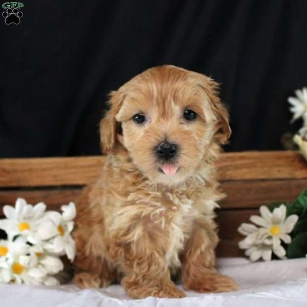 Jasmine, Maltipoo Puppy