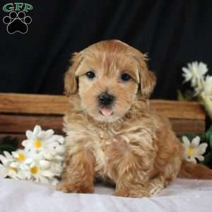 Jasmine, Maltipoo Puppy