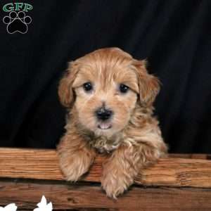 Jasmine, Maltipoo Puppy