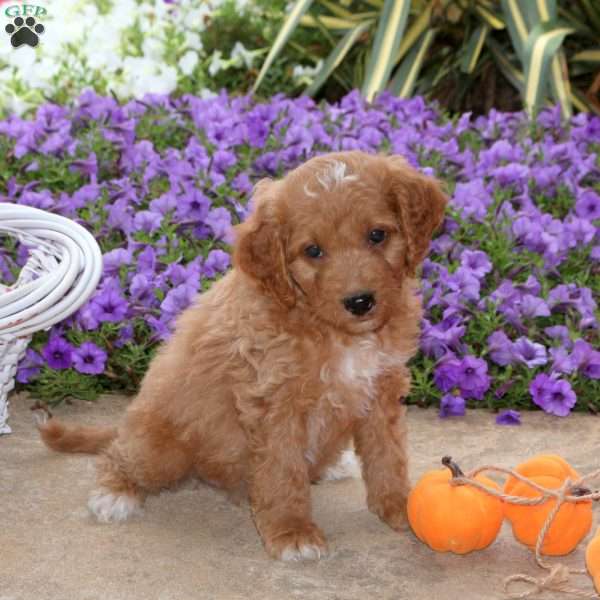 Jason, Mini Goldendoodle Puppy