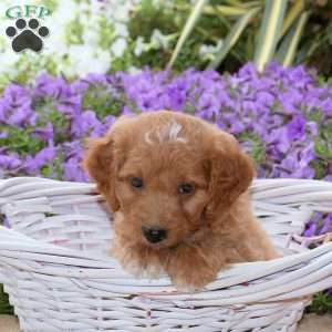 Jason, Mini Goldendoodle Puppy