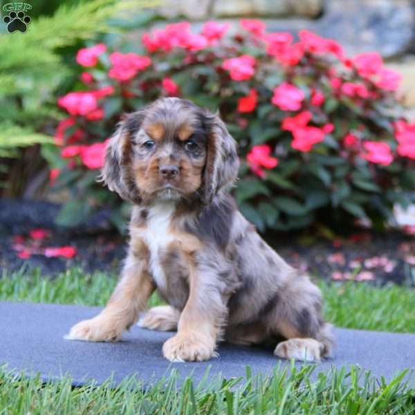 Jason, Cocker Spaniel Puppy