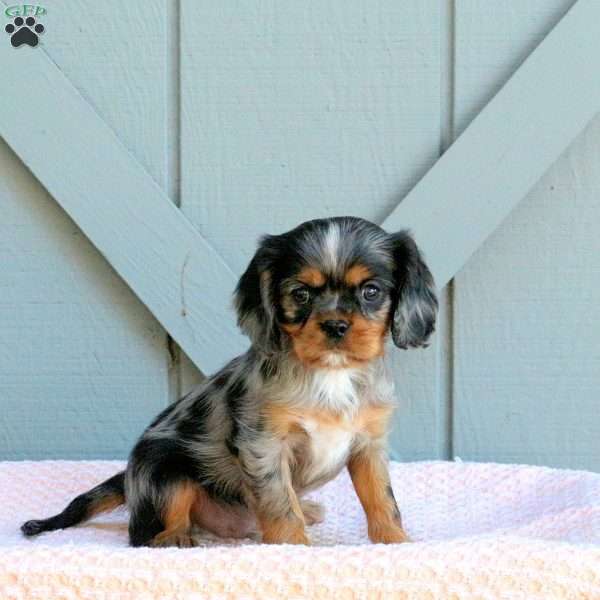 Jasper, Cavalier King Charles Spaniel Puppy