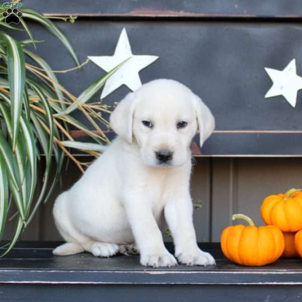 Jasper, Yellow Labrador Retriever Puppy