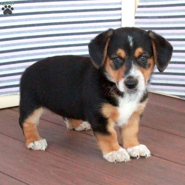 Jasper, Welsh Corgi Mix Puppy