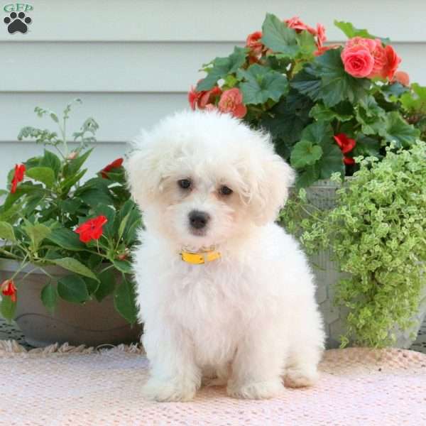 Jasper, Miniature Poodle Mix Puppy