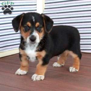 Jasper, Welsh Corgi Mix Puppy