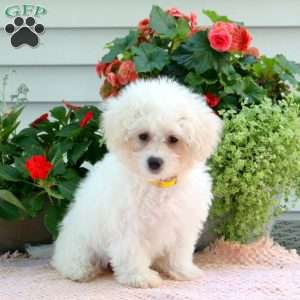 Jasper, Miniature Poodle Mix Puppy