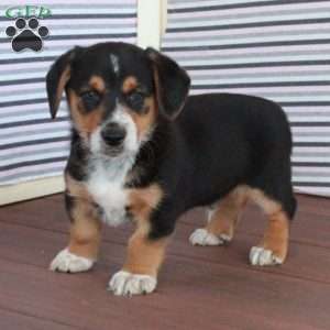 Jasper, Welsh Corgi Mix Puppy