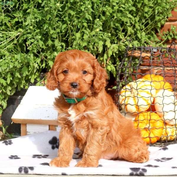 Jay, Cavapoo Puppy