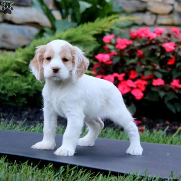 Jayda, Cocker Spaniel Puppy