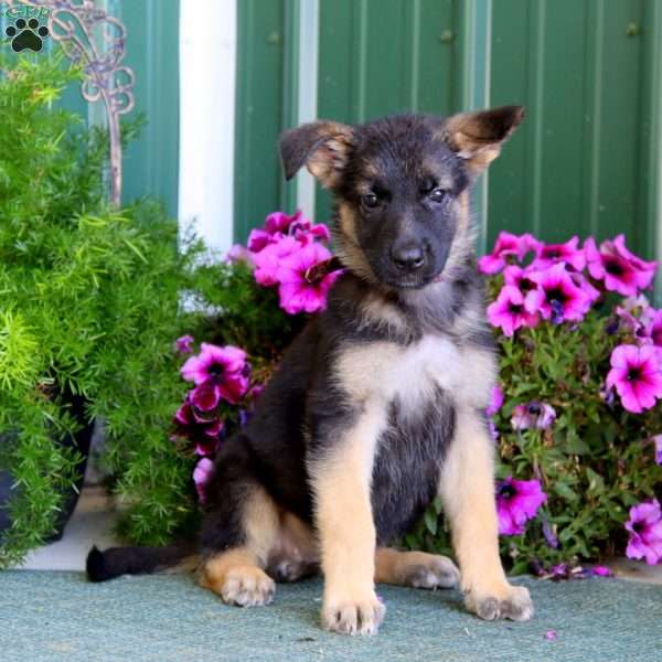 Jayda, German Shepherd Puppy