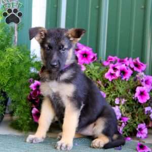 Jayda, German Shepherd Puppy