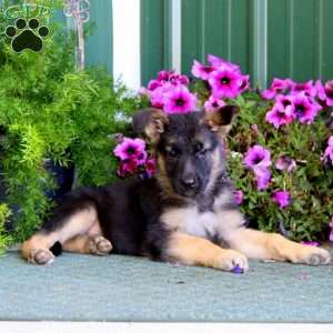 Jayda, German Shepherd Puppy