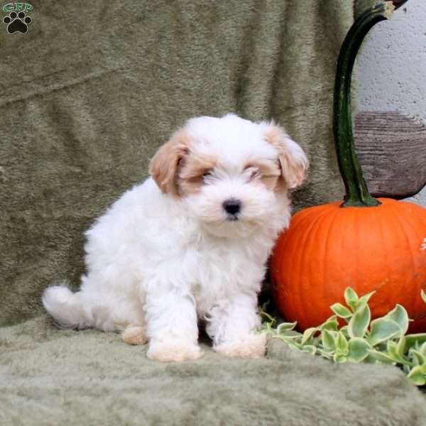 Jaynie, Maltipoo Puppy