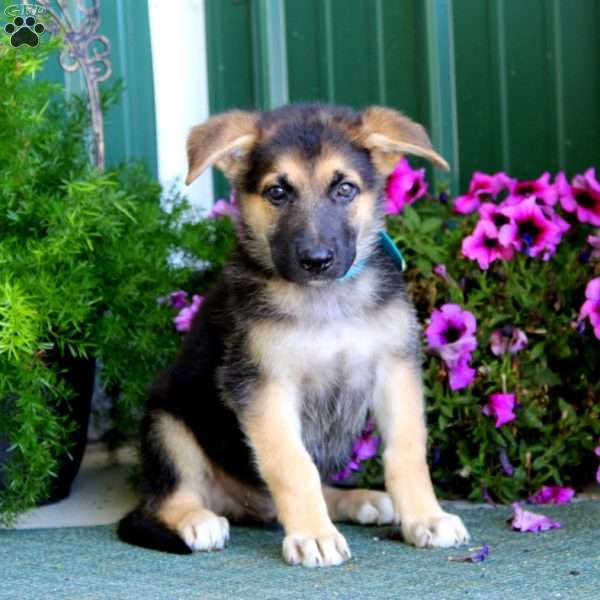 Jeff, German Shepherd Puppy