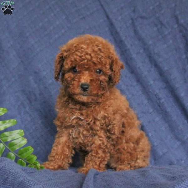 Jenna, Toy Poodle Puppy