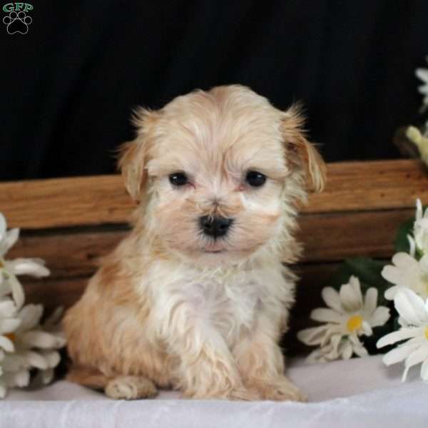 Jenny, Maltipoo Puppy