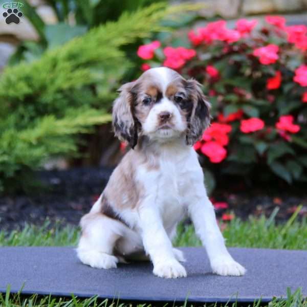 Jenny, Cocker Spaniel Puppy