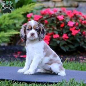 Jenny, Cocker Spaniel Puppy