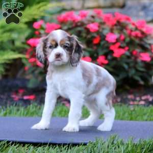 Jenny, Cocker Spaniel Puppy