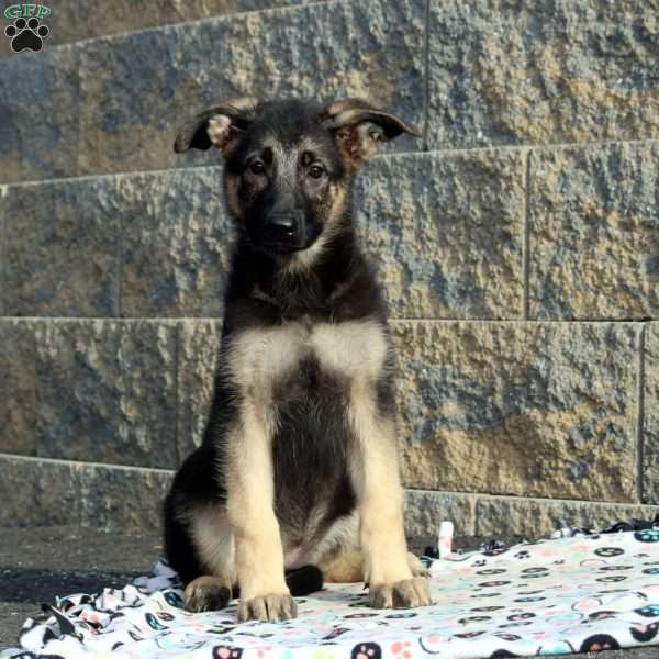 Jess, German Shepherd Puppy